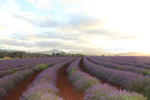 BRIDSTOWE LAVENDER FARM Pic 3 - TASMANIA - AUSTRALIA