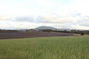 BRIDSTOWE LAVENDER FARM Pic 5 - TASMANIA - AUSTRALIA