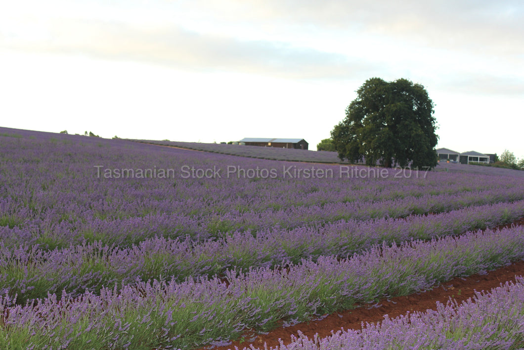BRIDSTOWE LAVENDER FARM Pic 6 - TASMANIA - AUSTRALIA