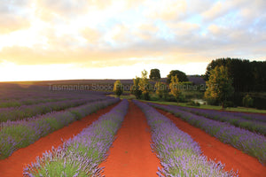 BRIDSTOWE LAVENDER FARM Pic 7 - TASMANIA - AUSTRALIA