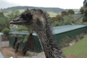 EMU AT WINGS WILDLIFE PARK - TASMANIA