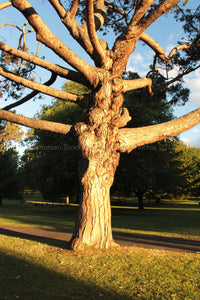 TWISTED TREE AT CITY PARK - LAUNCESTON - TASMANIA