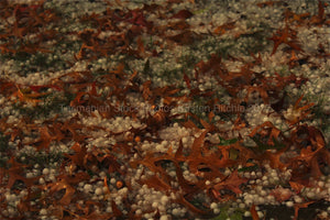HAIL AND AUTUMN LEAVES