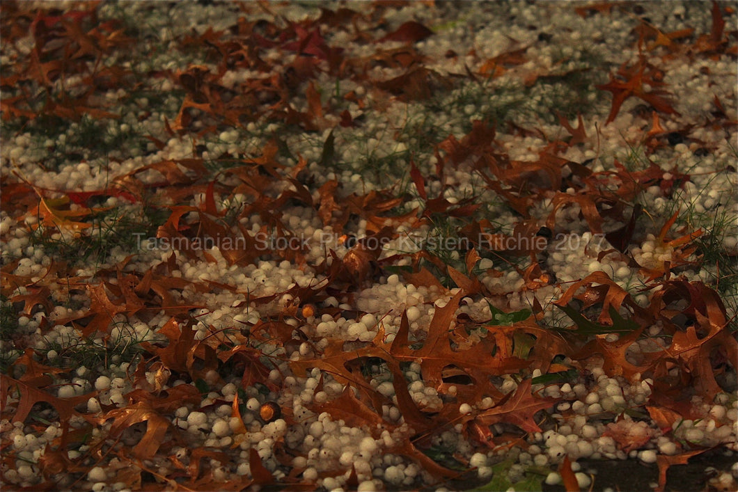 HAIL AND AUTUMN LEAVES