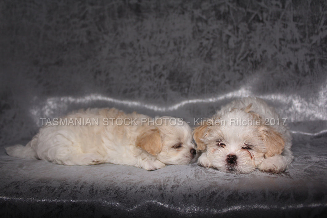 Sleeping Multese Shitzu Puppies