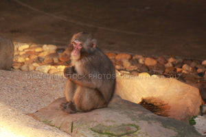 Monkey at City Park - Launceston - Tasmania